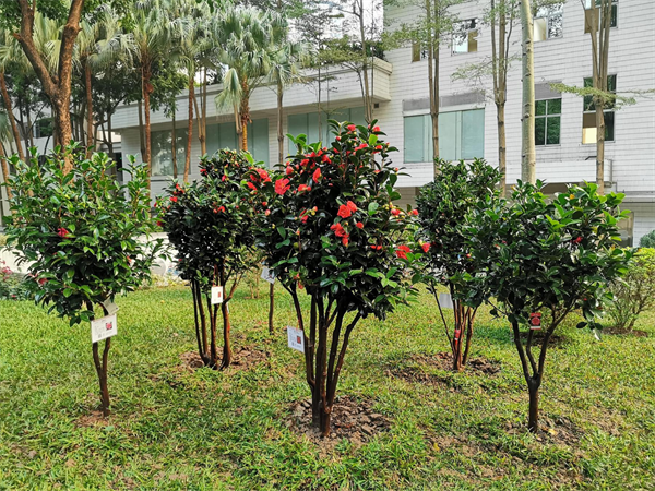 广州市政府大院推广种植的茶花新品种.png