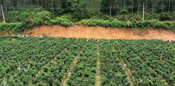 茶花新品种苗木生产现场.png