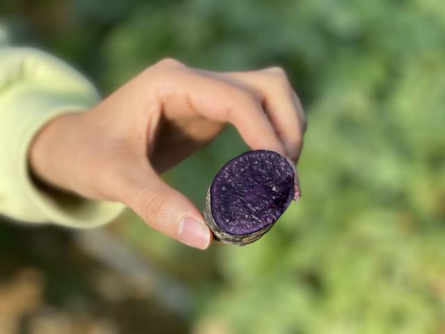 “粤紫薯1号”种薯 南方+ 邵一弘 拍摄