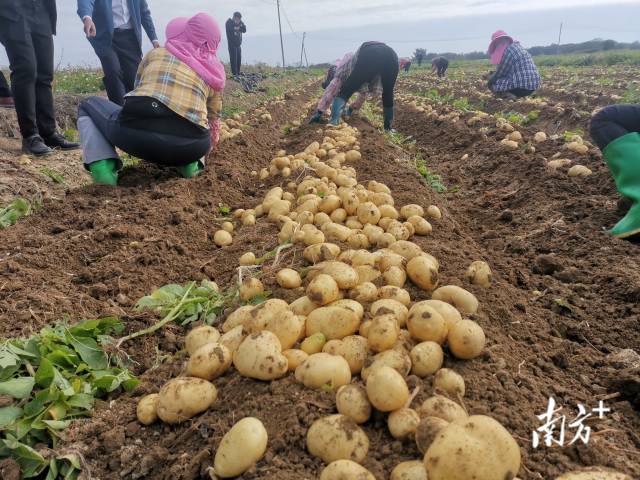 机收后的马铃薯均匀散落在田垄上,农户们将其分级收拣、打包装运。