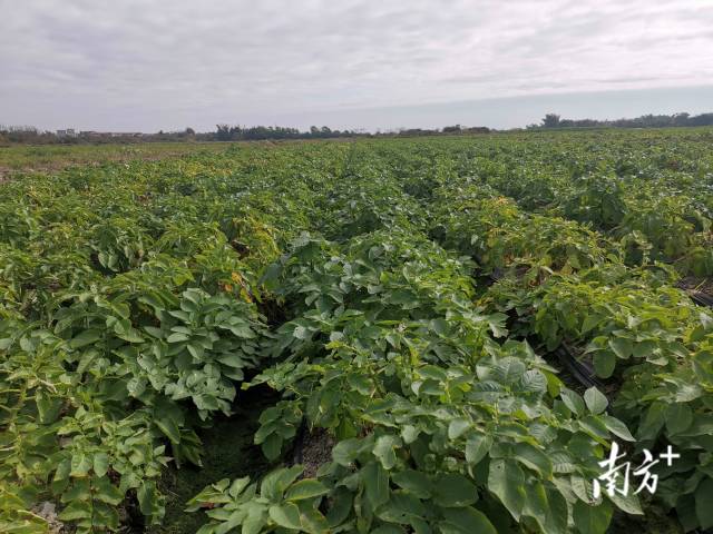 广东企耕农业科技有限公司的马铃薯示范田。