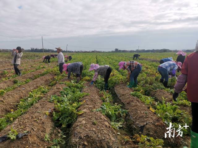 工人在田间劳作,分拣马铃薯。
