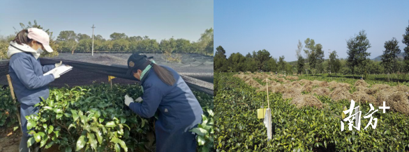 搭架覆盖和行间铺草防冻处理 搭架覆盖和行间铺草防冻处理