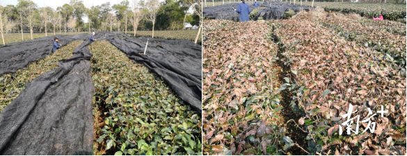 茶树覆盖遮阳网受冻后对比情况 茶树覆盖遮阳网受冻后对比情况