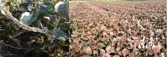 茶树受冻害症状 茶树受冻害症状