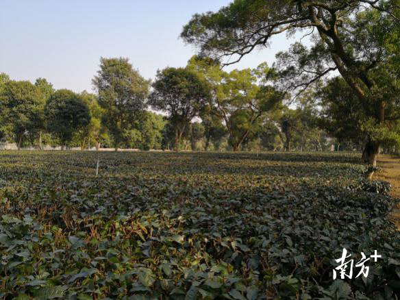 复合生态种植模式受冻后情况 复合生态种植模式受冻后情况