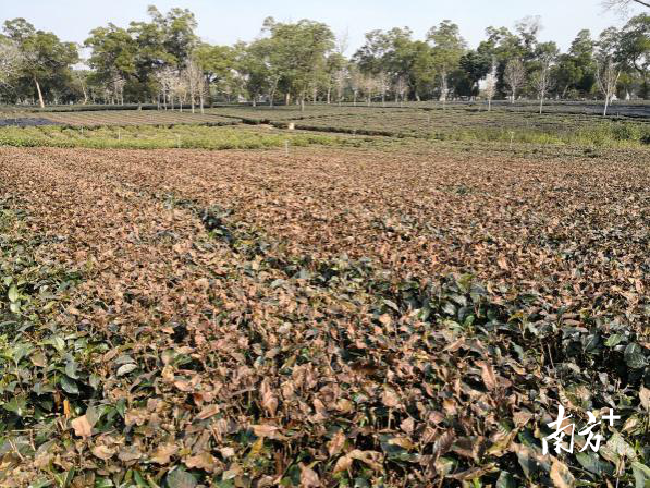 单一种植模式受冻后情况 单一种植模式受冻后情况