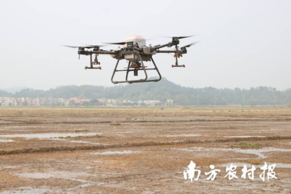 无人机直播水稻生产技术,操作简便,降本增效,适合水稻机械化生产。