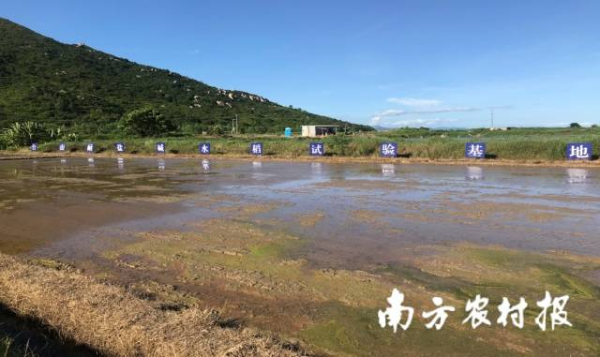 台山耐盐碱水稻试验基地一角。