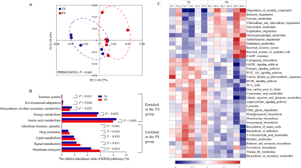 图2 KEGG分析结果图 TS:木薯淀粉组;PS:豌豆淀粉组.jpg