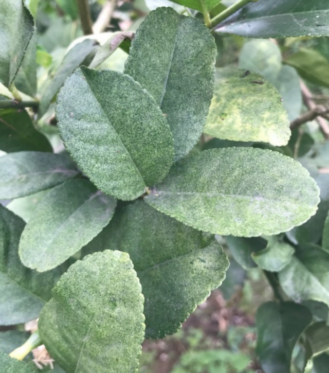 红蜘蛛取食为害后的柠檬叶片。 红蜘蛛取食为害后的柠檬叶片。