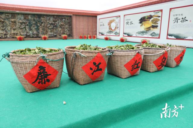 新鲜采摘的茶青,将用于制作廉江红乌龙茶。