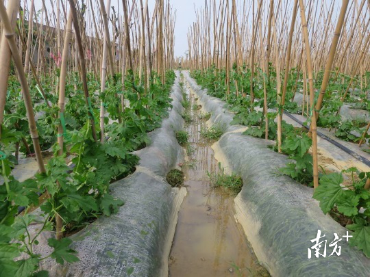 南方农村报 杨吉龙 拍摄