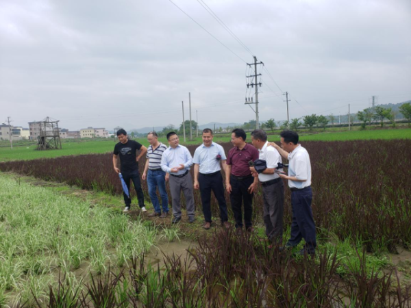 省农科院水稻所专家在江尾镇连溪村察看彩色稻试种情况。 省农科院水稻所专家在江尾镇连溪村察看彩色稻试种情况。