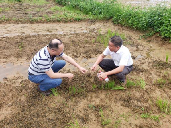 专家在抽取稻田灌水和土壤样品用于检测分析。 专家在抽取稻田灌水和土壤样品用于检测分析。