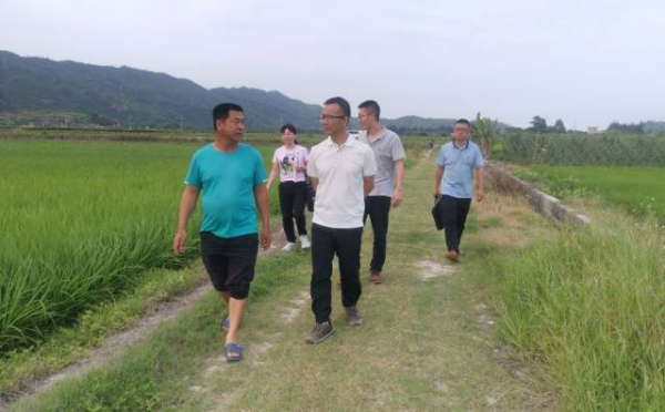 驻镇帮镇扶村工作队、汕尾分院和农村科技特派员团队调研并指导水稻生产。 驻镇帮镇扶村工作队、汕尾分院和农村科技特派员团队调研并指导水稻生产。