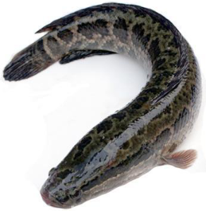 乌鳢。研讨会上,广东省水产标准化技术委员会马海霞就乌鳢全产业链标准化综合体项目作了介绍 乌鳢。研讨会上,广东省水产标准化技术委员会马海霞就乌鳢全产业链标准化综合体项目作了介绍