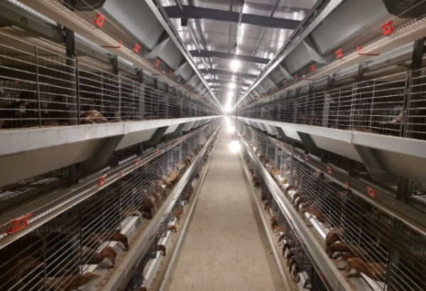 蛋鸭笼养。研讨会上,广东省畜牧业标准化委员会陈伟就禽蛋全产业链标准综合体项目作了介绍。 蛋鸭笼养。研讨会上,广东省畜牧业标准化委员会陈伟就禽蛋全产业链标准综合体项目作了介绍。