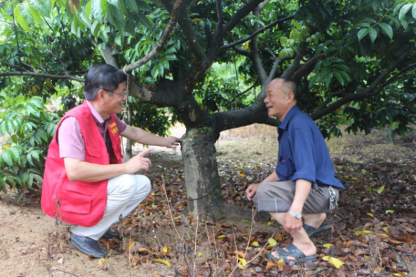 科技特派员肖维强在果园指导农户橄榄矮化处理技术 科技特派员肖维强在果园指导农户橄榄矮化处理技术