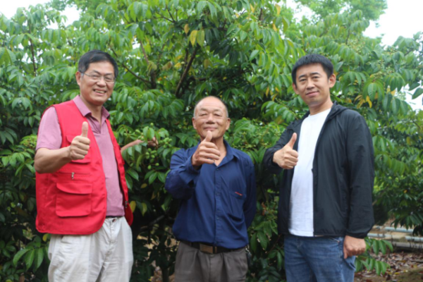 矮化后的橄榄管理方便,产量和品质双提升 矮化后的橄榄管理方便,产量和品质双提升