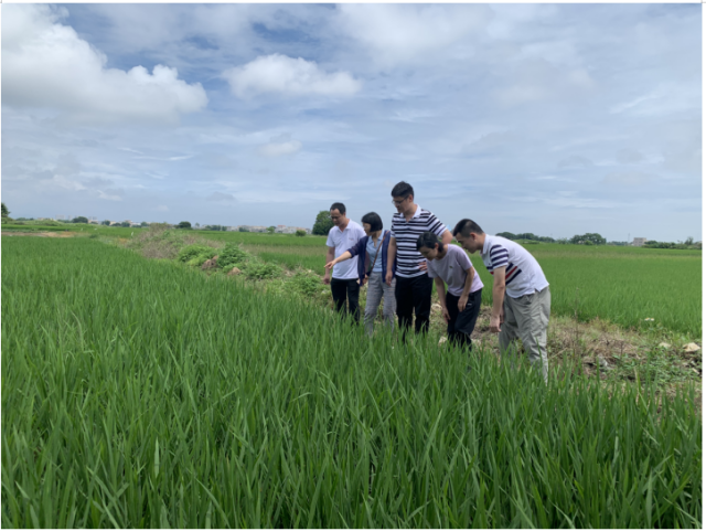 科技特派员在潭西镇水稻田间指导水稻病虫害识别技术