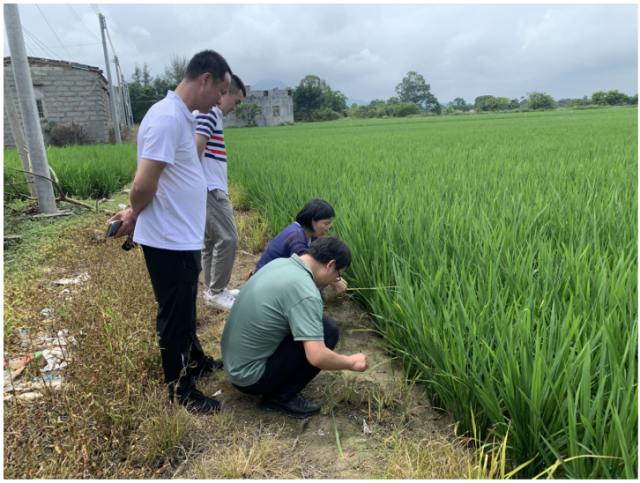 科技特派员现场鉴定水稻田间虫害