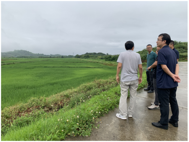 团队在汕尾市一方农业科技有限公司水稻种植基地了解水稻种植情况