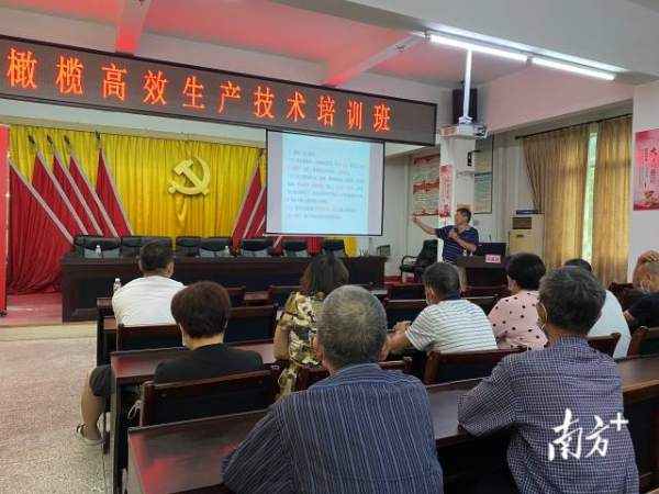 “橄榄高效生产技术培训班”在文祠镇举办。