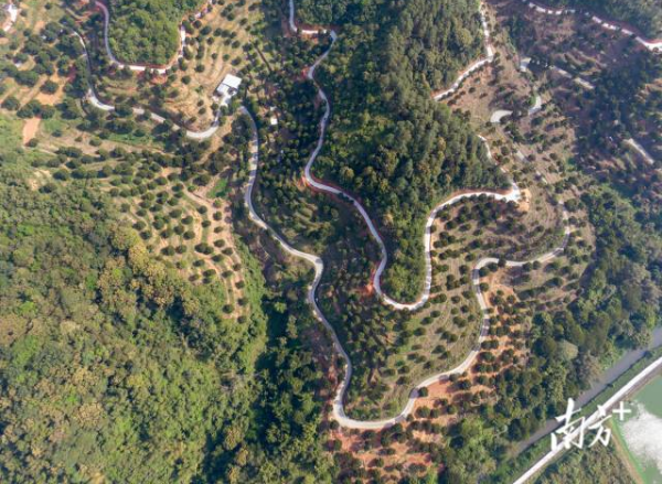 潮安区橄榄省级现代农业产业园。 谭家富 摄 潮安区橄榄省级现代农业产业园。 谭家富 摄