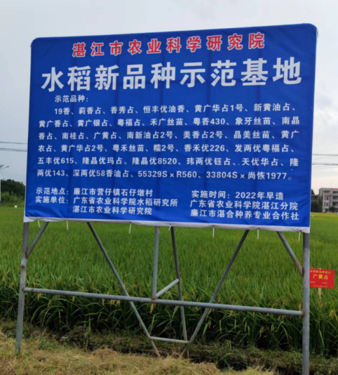 在廉江市营仔镇石仔墩村展示的水稻新优品种。 在廉江市营仔镇石仔墩村展示的水稻新优品种。