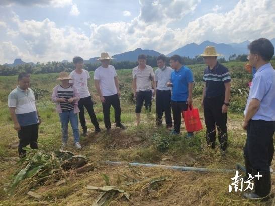 省农科院专家在英德横石塘镇开展灾后复产技术指导。 省农科院专家在英德横石塘镇开展灾后复产技术指导。