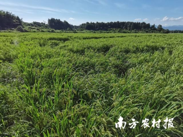 始兴县沈所镇水稻受灾情况。 始兴县沈所镇水稻受灾情况。