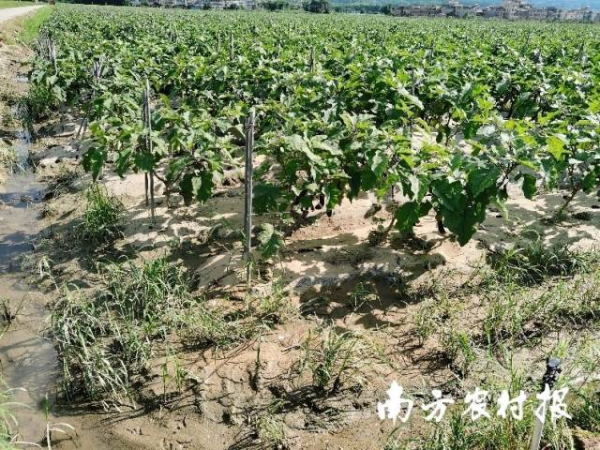 始兴县城南镇茄子遭水淹后场景。 始兴县城南镇茄子遭水淹后场景。