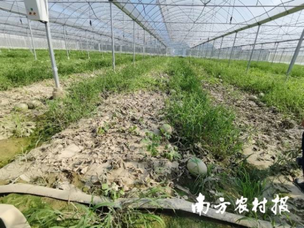 始兴县城南镇大棚西瓜被水淹没浸泡后场景。 始兴县城南镇大棚西瓜被水淹没浸泡后场景。