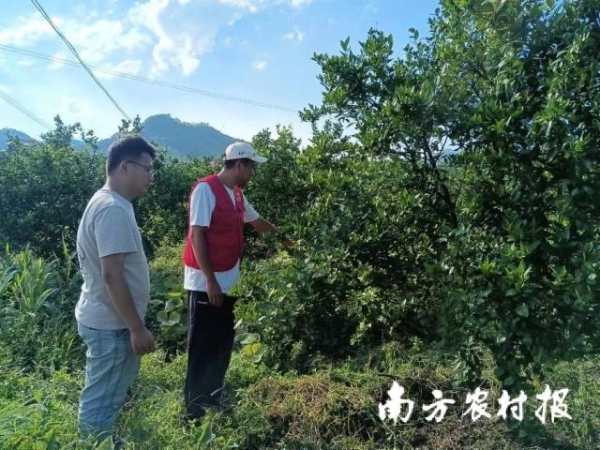 专家在指导康溪村贡柑防汛救灾。 专家在指导康溪村贡柑防汛救灾。