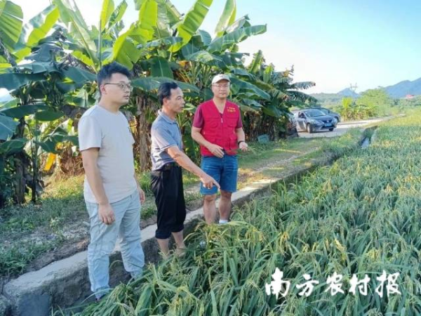 专家在指导康溪村水稻防汛救灾。 专家在指导康溪村水稻防汛救灾。