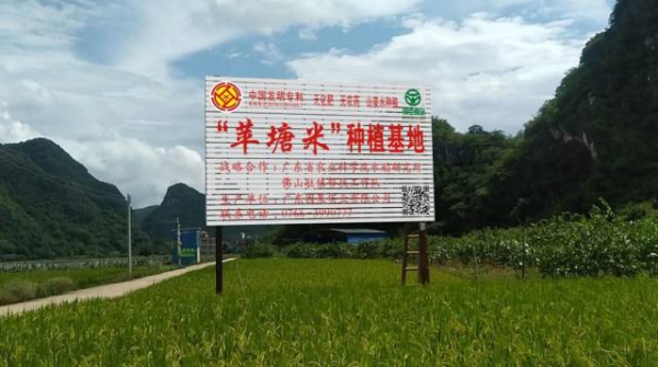 省农科院水稻研究所与驻镇帮扶工作队合作共建“平塘米”种植基地。 省农科院水稻研究所与驻镇帮扶工作队合作共建“平塘米”种植基地。