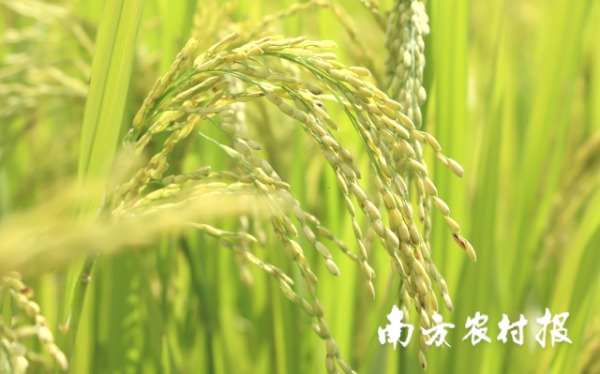 南方农村报  拍摄