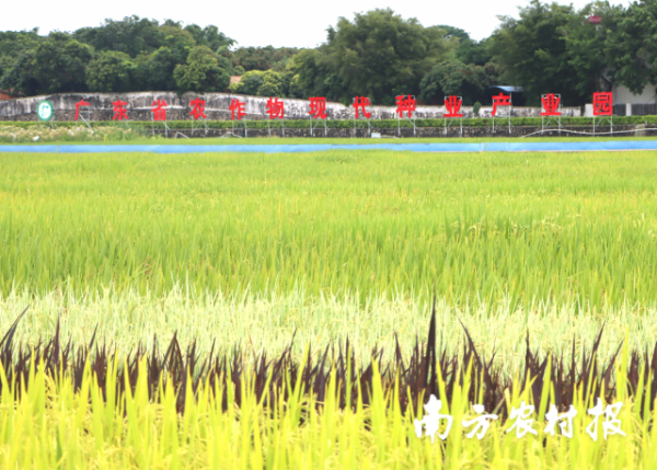 广东省农作物现代种业产业园。