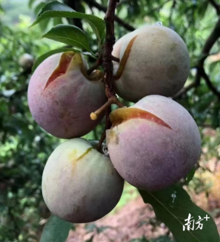 翁源三华李因灾落果裂果。 翁源三华李因灾落果裂果。