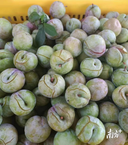 翁源三华李因灾落果裂果。 翁源三华李因灾落果裂果。