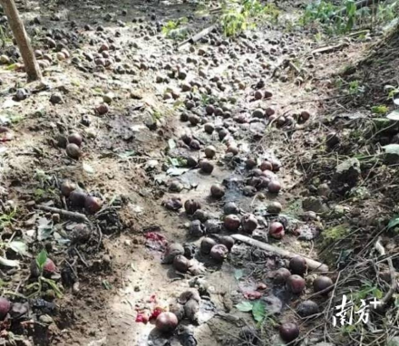 轻骑兵队伍调查三华李受灾情况。 轻骑兵队伍调查三华李受灾情况。