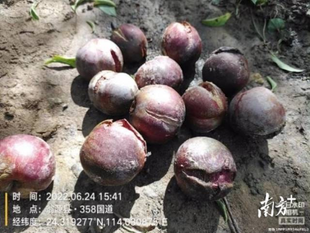 轻骑兵队伍调查三华李受灾情况。 轻骑兵队伍调查三华李受灾情况。