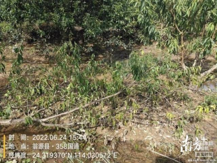 轻骑兵队伍调查三华李受灾情况。 轻骑兵队伍调查三华李受灾情况。