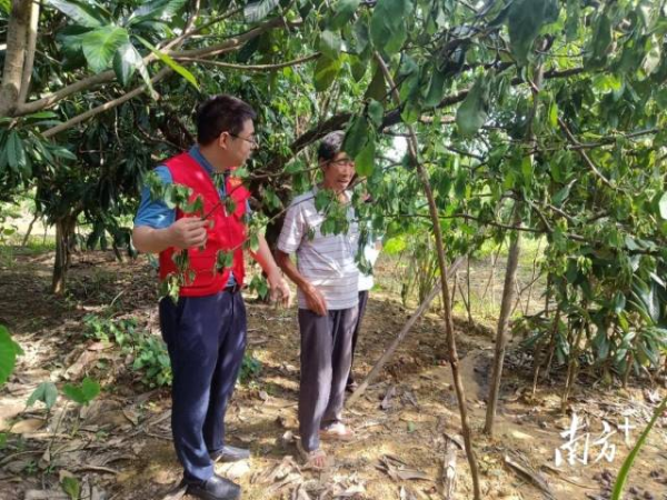 轻骑兵专家指导三华李防汛救灾复产工作。 轻骑兵专家指导三华李防汛救灾复产工作。