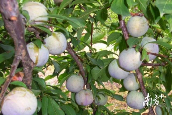 往年的翁源三华李。 往年的翁源三华李。