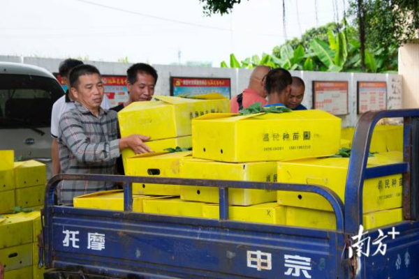 农户将分到的采秧装上农用车 南方农村报 王俊涛 拍摄 农户将分到的采秧装上农用车 南方农村报 王俊涛 拍摄