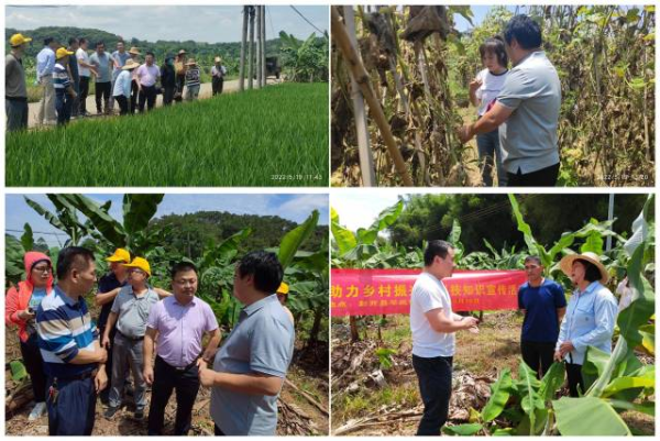 专家团在田间现场与当地农民进行技术交流。 专家团在田间现场与当地农民进行技术交流。