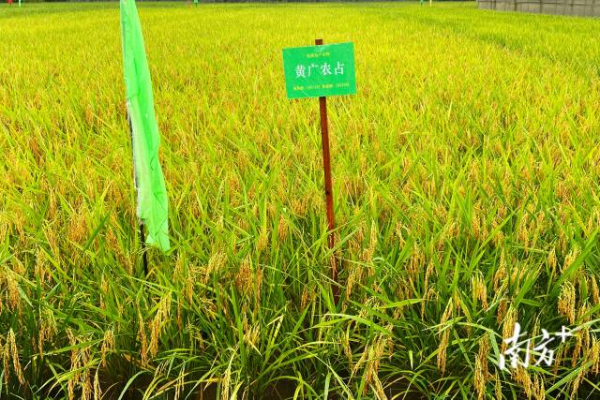 示范品种。 示范品种。