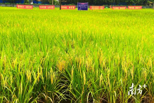 示范稻田。 示范稻田。